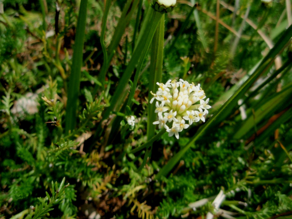 Santolina pinnata / Santolina apuana